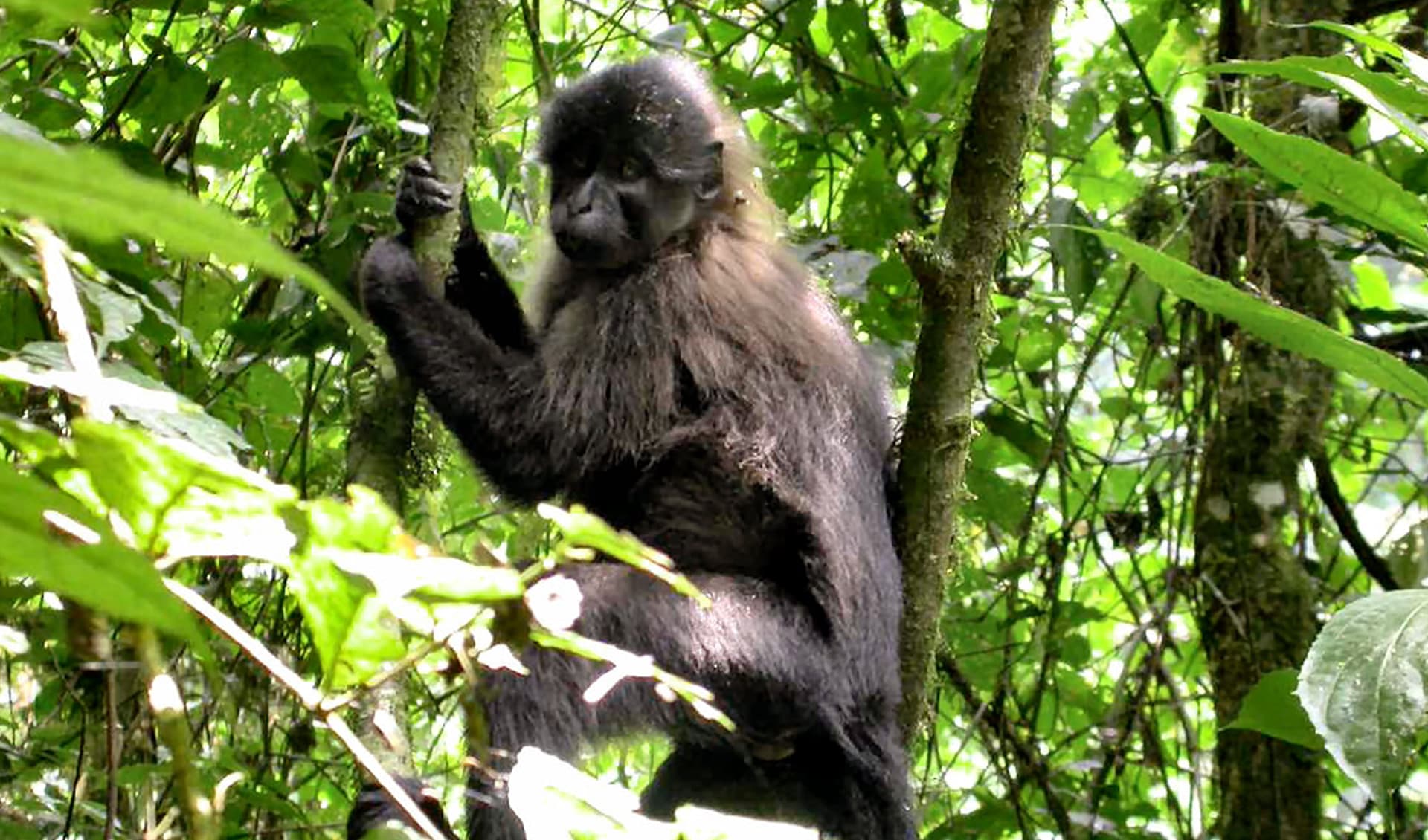 Uganda Mangabey Facts Distribution Population BioDB Uganda Mangabey Facts Distribution Population BioDB